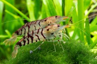 Caridina cantonensis sp. Tiger