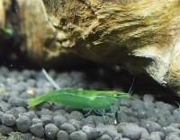 Caridina cf.Babaulti "Green"